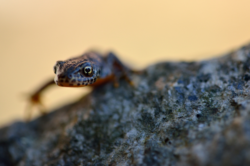 Mueller Franz neugierig
